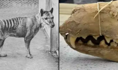 The Incredible Revival: Could the Tasmanian Tiger Roam Again?