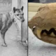 The Incredible Revival: Could the Tasmanian Tiger Roam Again?